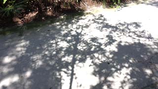 Another loseup of leaf shadow patterns that might project crescents of eclipsed sunlight